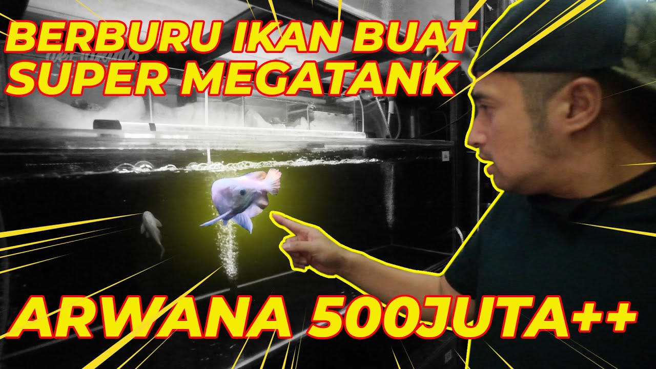 ARWANA SUPER RED TERMAHAL YANG GW LIAT..! 500JUTA+++..!!