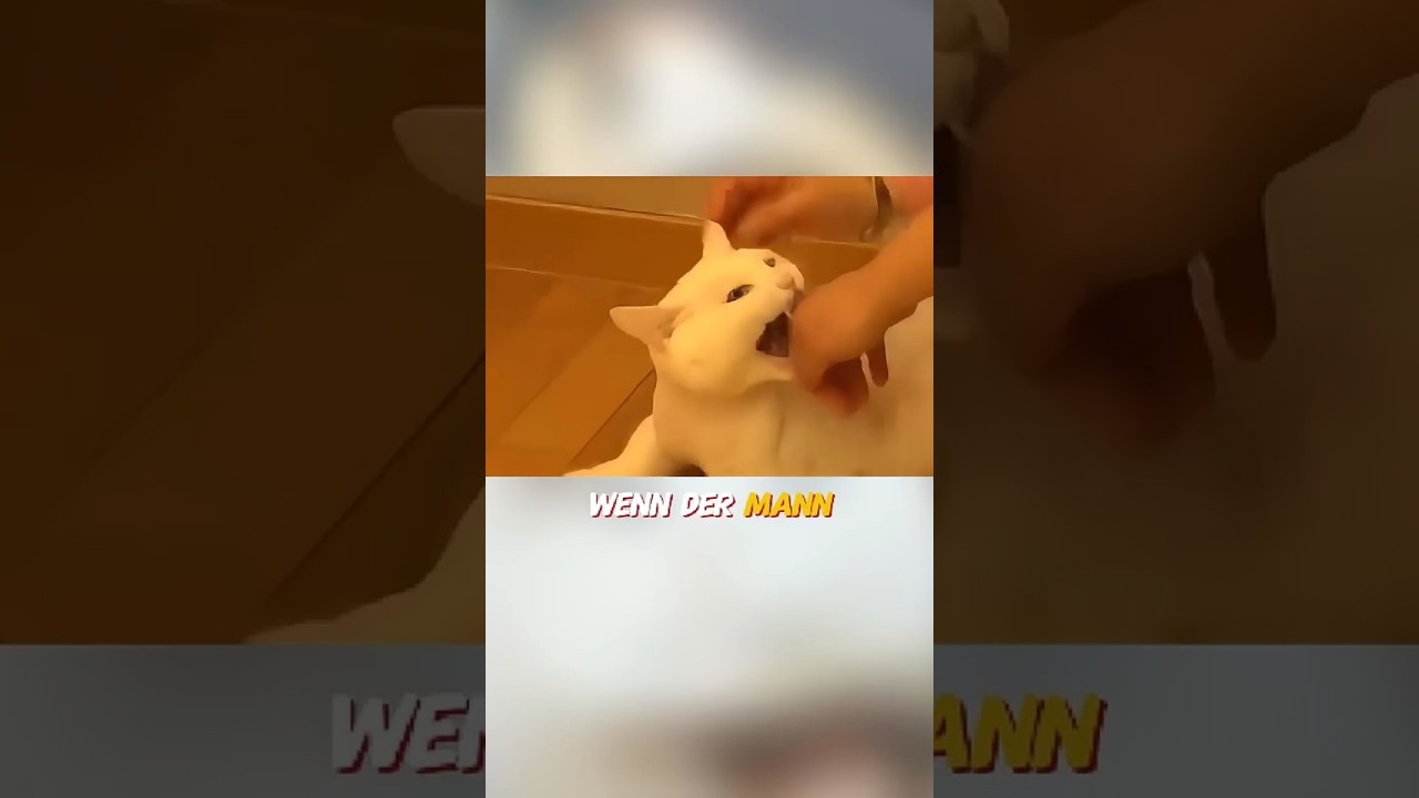 🐾 Diese Katze hasst nur IHN – der wahre Grund wird dich rühren! 😿💔