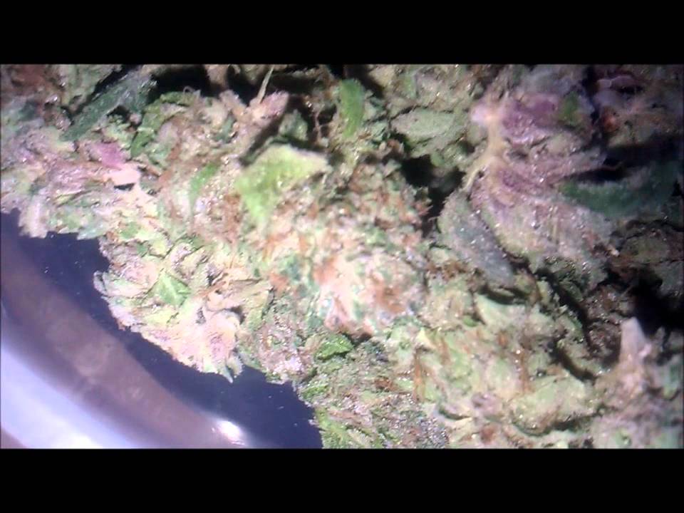 THE420TEAM's Medical Grower - Platinum BuBBa