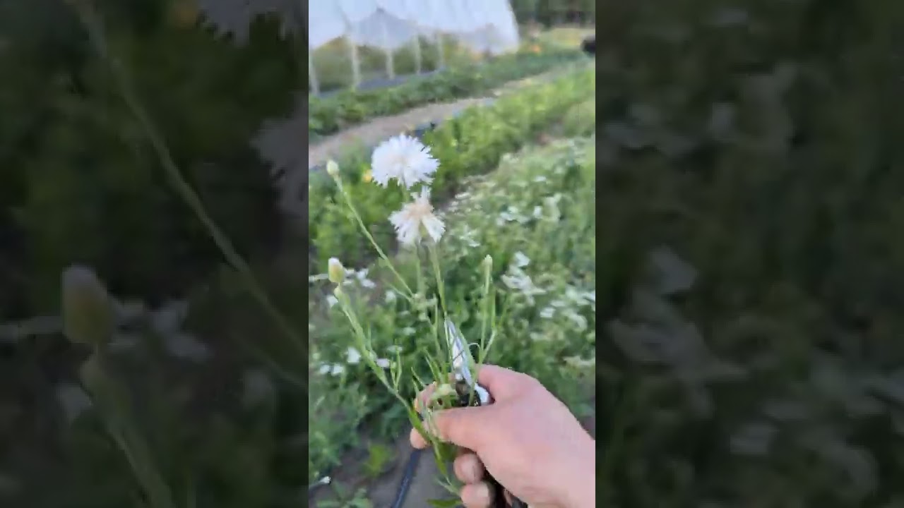 Harvesting Bachelor's Buttons for Flower Bouquets