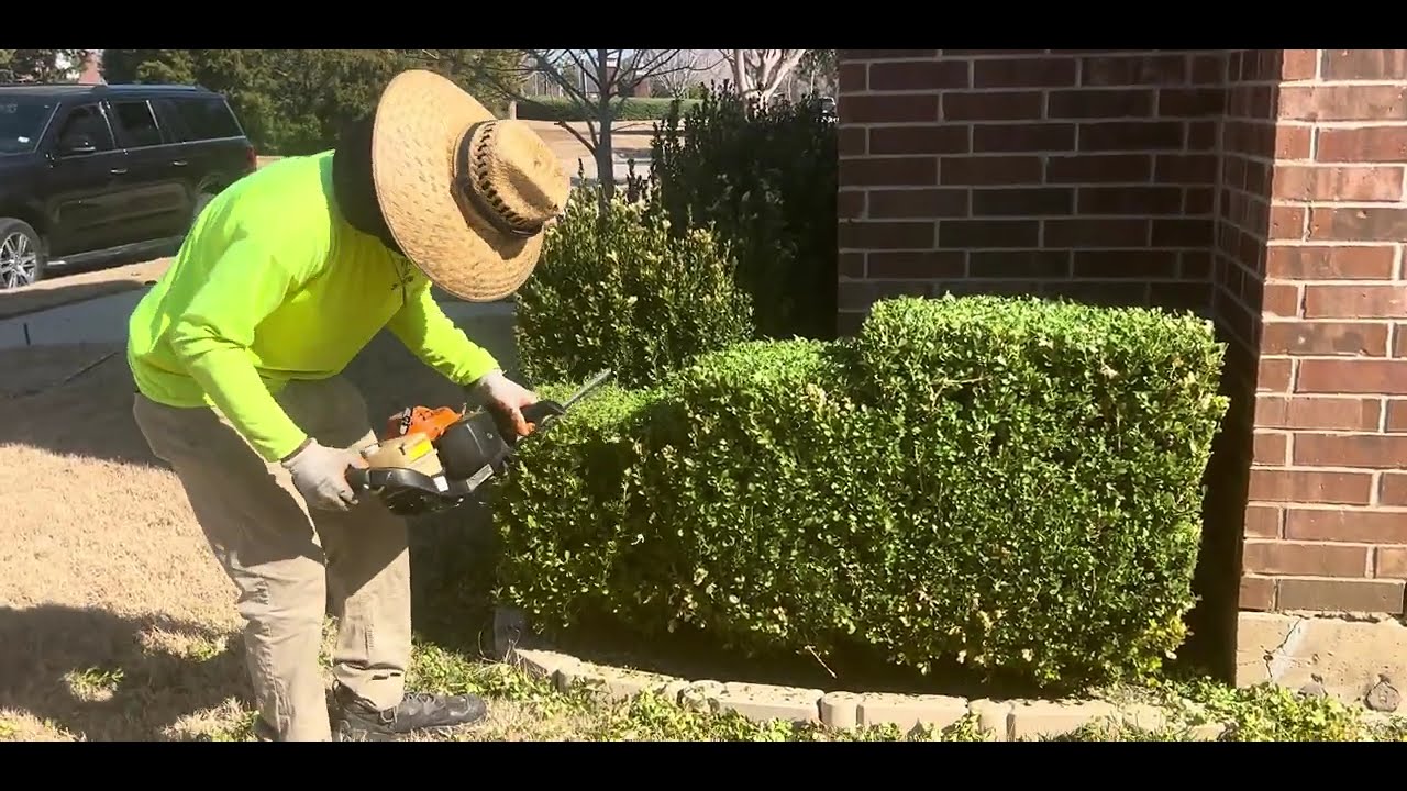  Bush TRANSFORMATION 🌳#bush #satisfyingvideo #lawn #transformation 