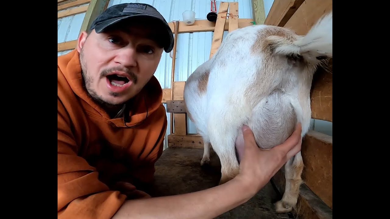 CRAZY AMOUNT OF MILK FROM NIGERIAN DWARF GOAT I MILKING 5 NIGERIAN DWARF GOATS I PROBLEM WITH ROLO