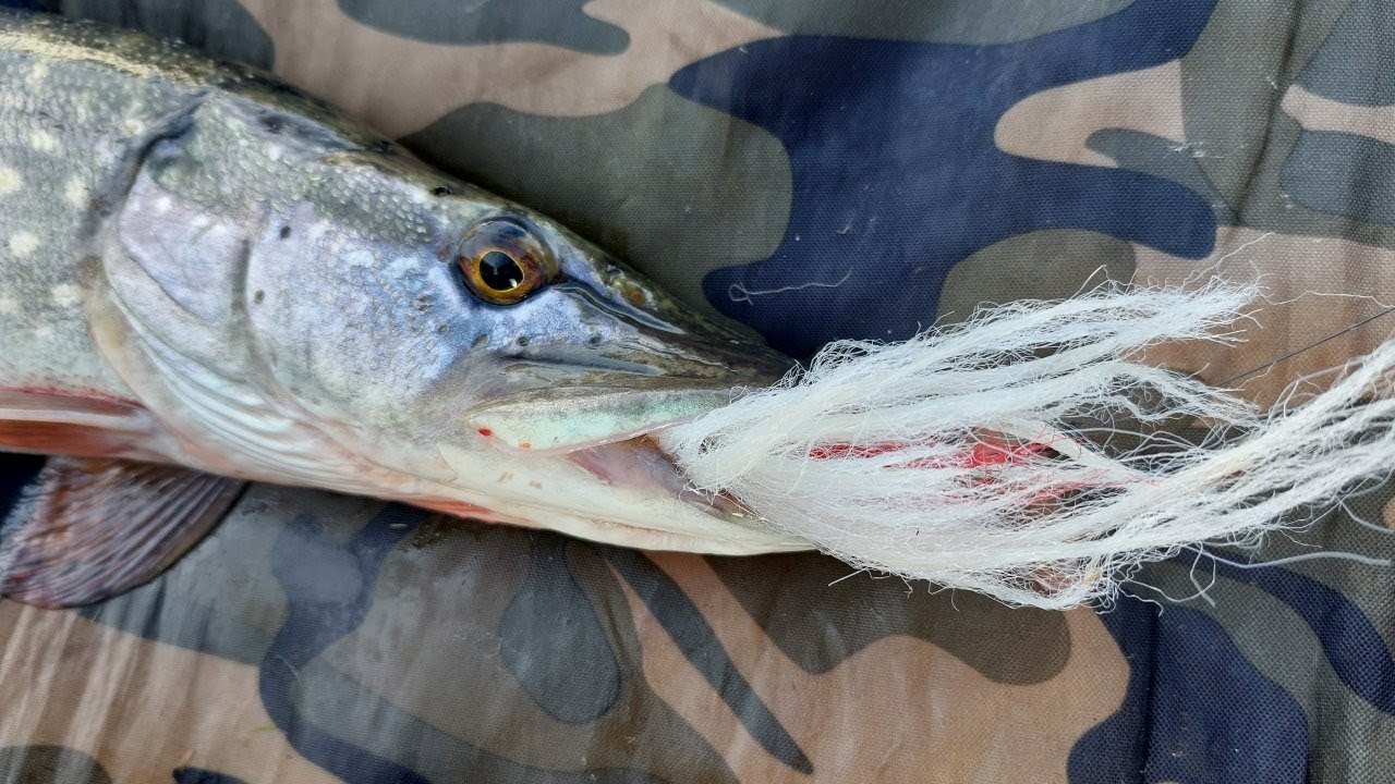 395# Snoeken met shad en streamer