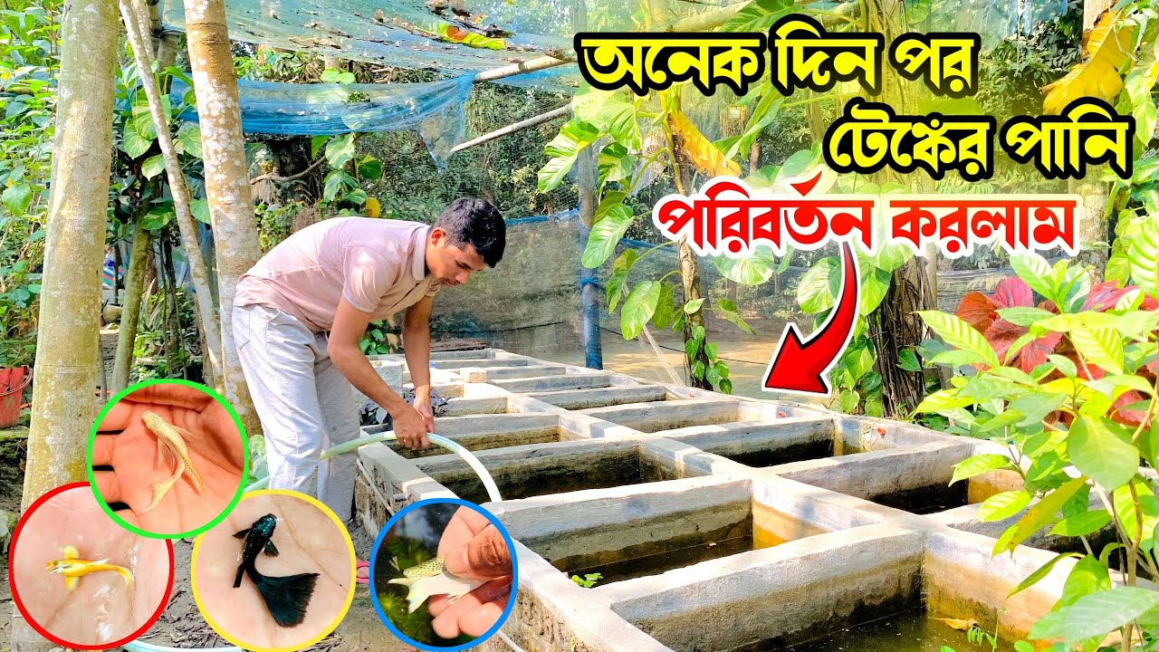 অনেক দিন পর সব গুলা টেঙ্কের পানি পরিবর্তন করলাম || 🐠🐠 #গাপ্পি #snaquarist #guppy #aquarium 