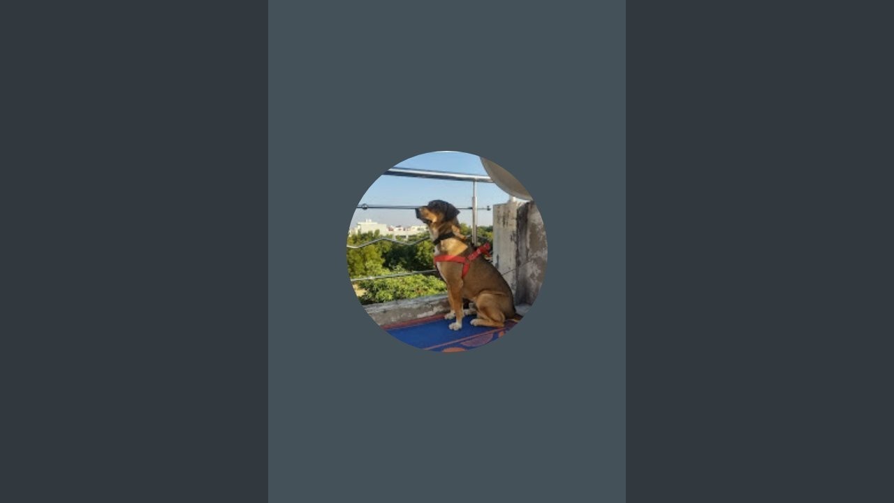 Funny Rudy is live