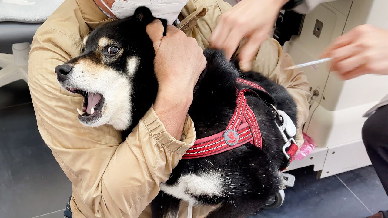 개엄살 시바견이 주사 맞을 때 생기는 일 ㅋㅋ