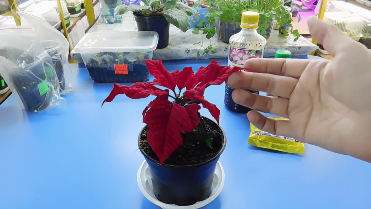 🌹🌹🌹КАК АДАПТИРОВАТЬ МАГАЗИННЫЕ ЦВЕТЫ , ЧТОБЫ ОНИ НЕ ПОГИБЛИ ! Нужны фито гармоны