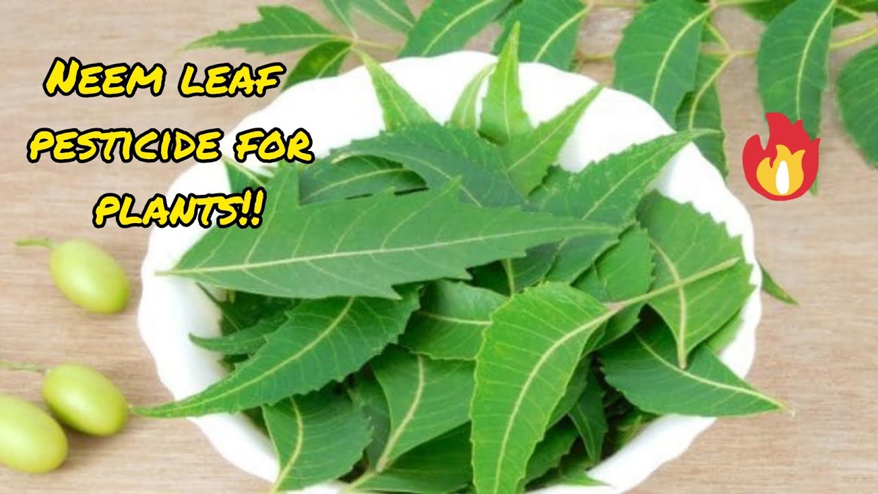 Neem leaf pesticide for pest control in plants..!!,(ENGLISH)
