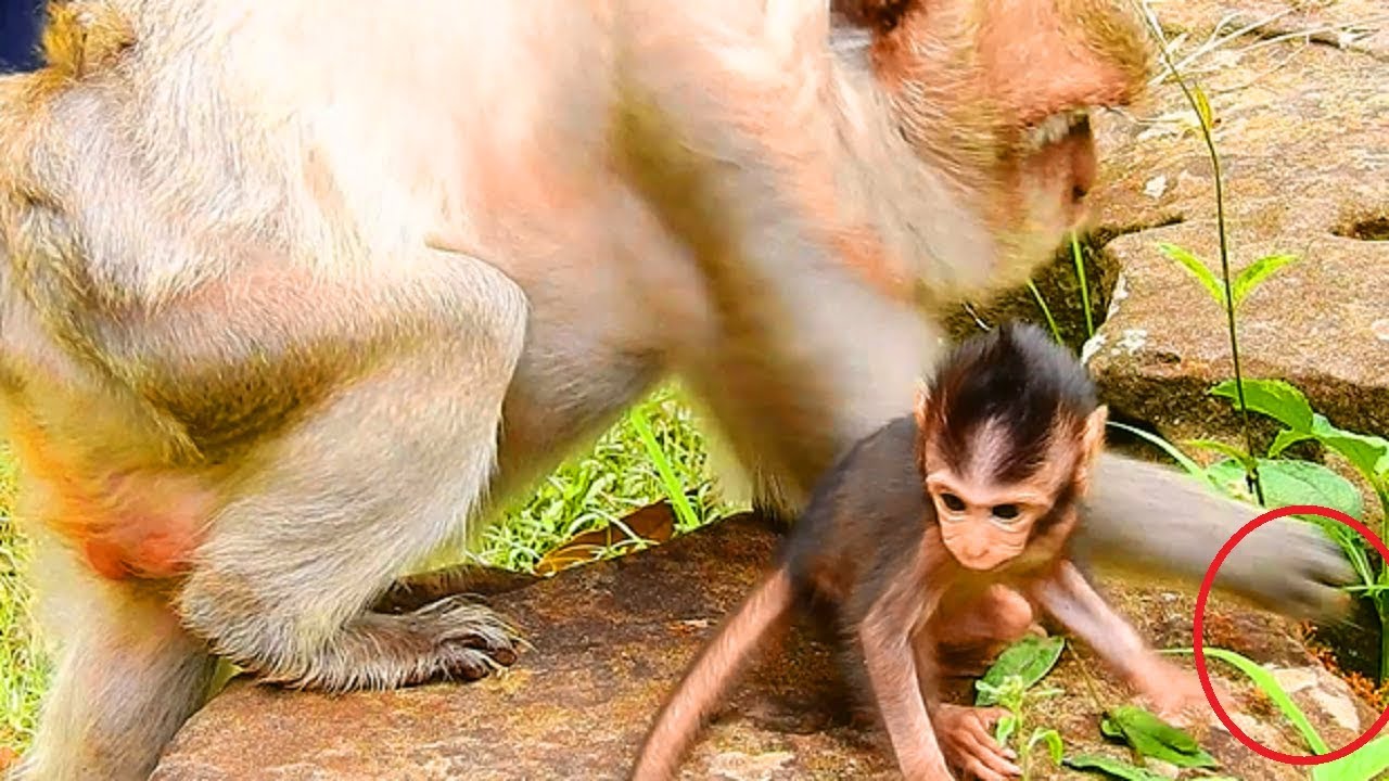 Ah! What New Baby Tima Doing? Red Ants Bite Baby, But Monkey Eating Red Ants