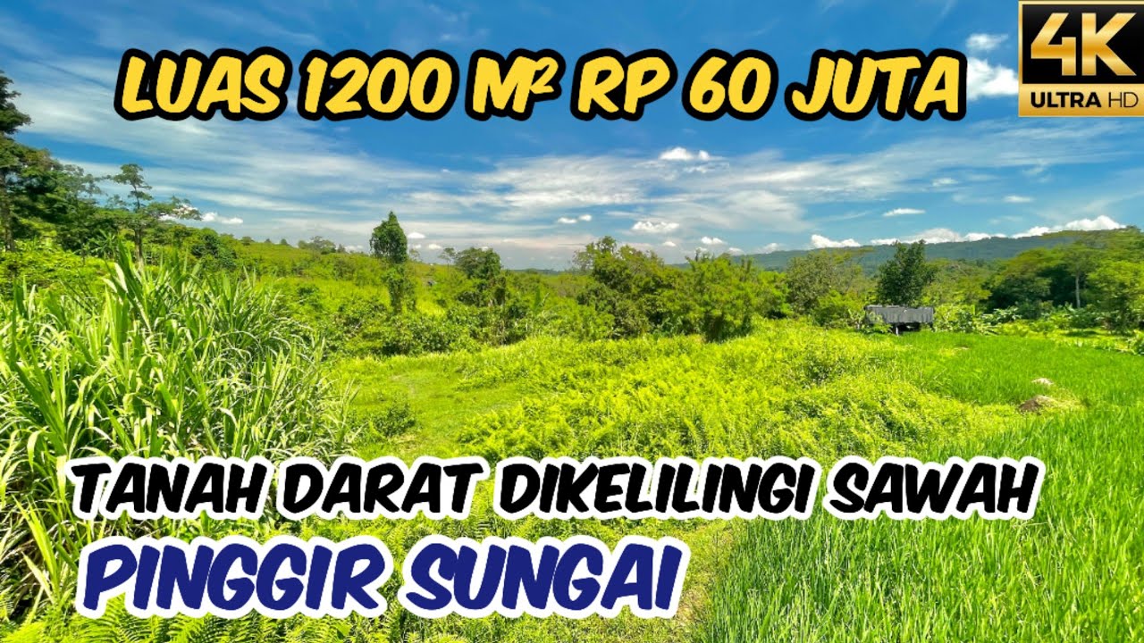 TANAH DARAT PINGGIR SUNGAI DIKELILINGI SAWAH LUAS 1200 m2 Rp 60 JUTA CILEUNCA BOJONG PURWAKARTA 