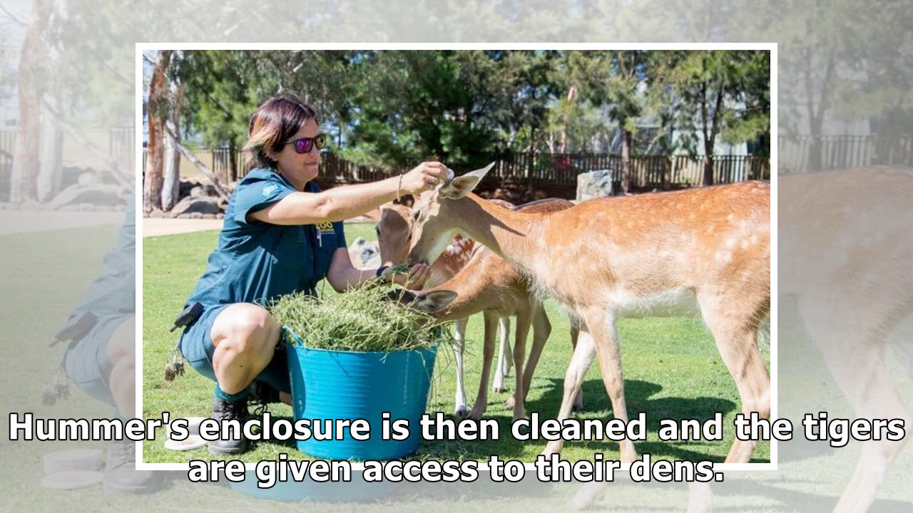 Zookeeping is more than getting up close with cute animals
