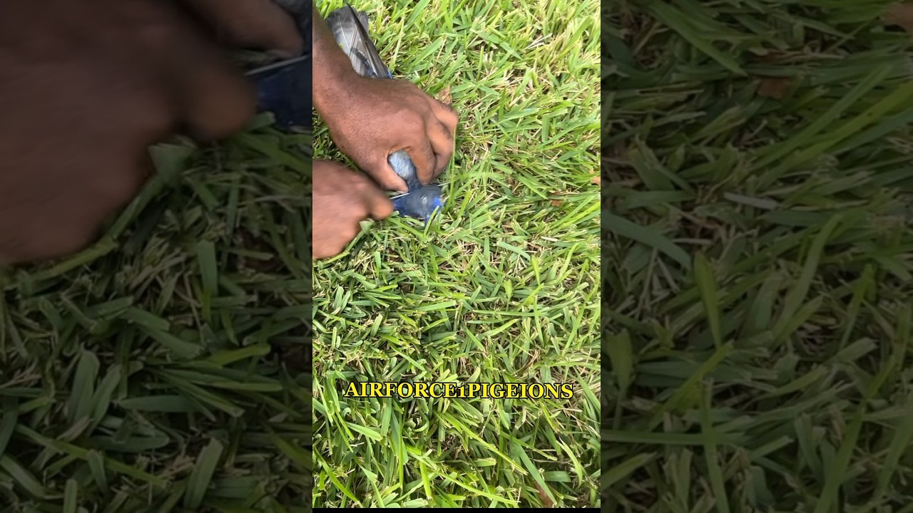 Poor  pigeon 🥺 #kabootar #pigeon #airforce1pigeons #viral #fancypigeon #fancypigeon #kabutar