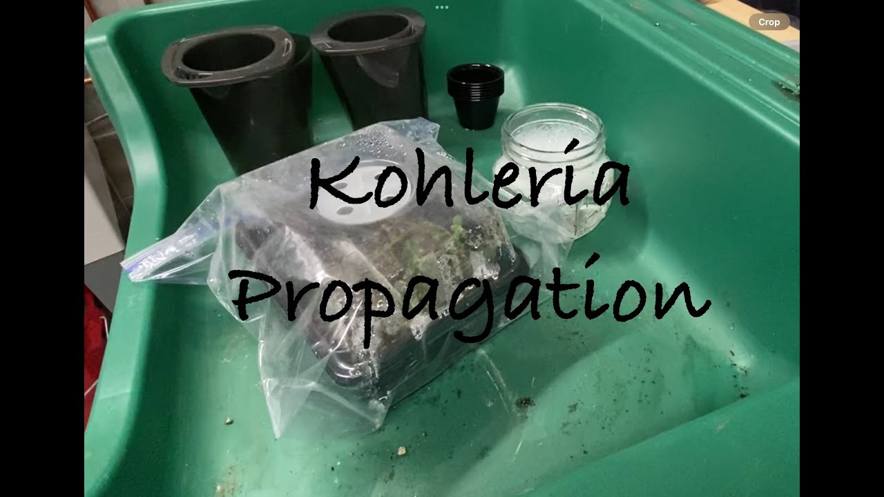 Kohleria  Propagation