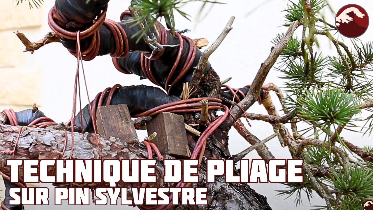 Comment PLIER les Grosses BRANCHES d’un PIN ? 🌱 NEJIKAN BONSAI 🌱