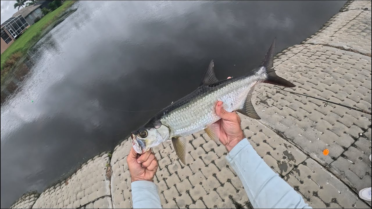TARPON FISHING IN FRESHWATER CANALS WITH BAD GRANDPA!