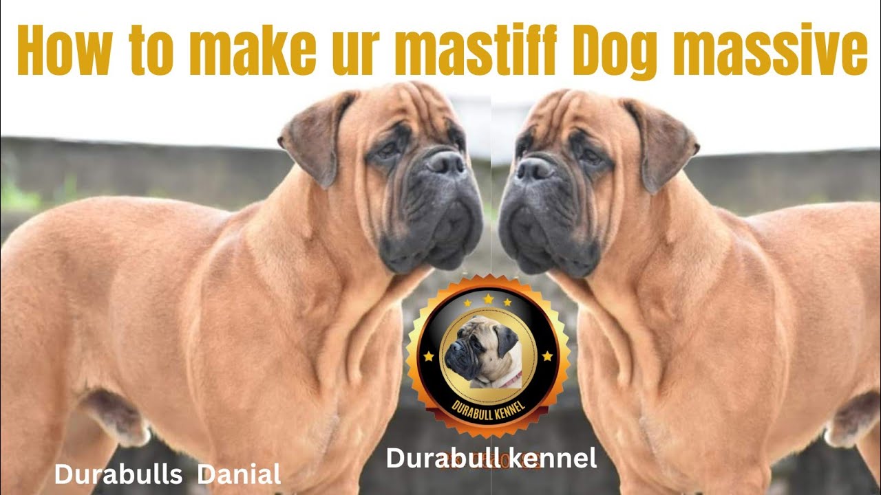 Maximizing Size: The Ultimate Diet for Your mastiff breed Dogs