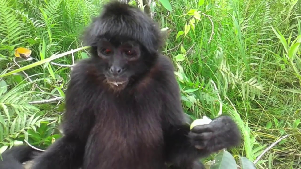 Encounter with Spider Monkey somewhere in the rainforest