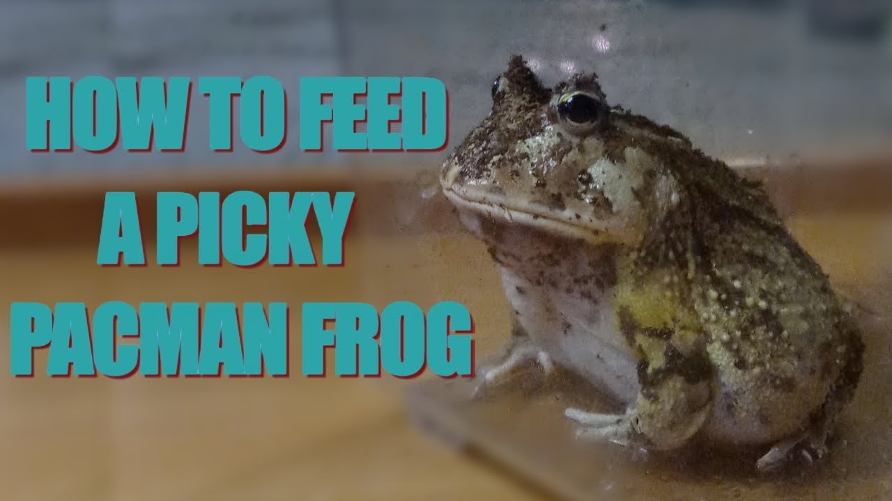 How To Assist Feed A Picky Pacman Frog