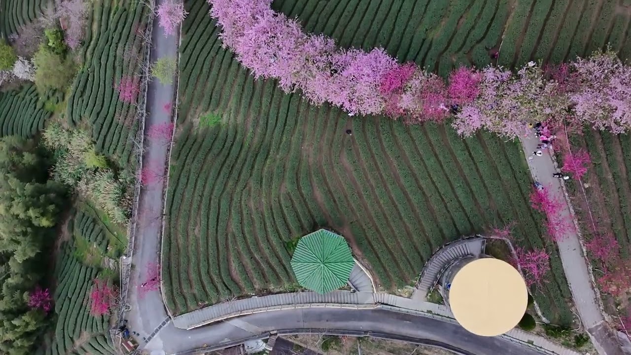 20260207-南投八卦茶園