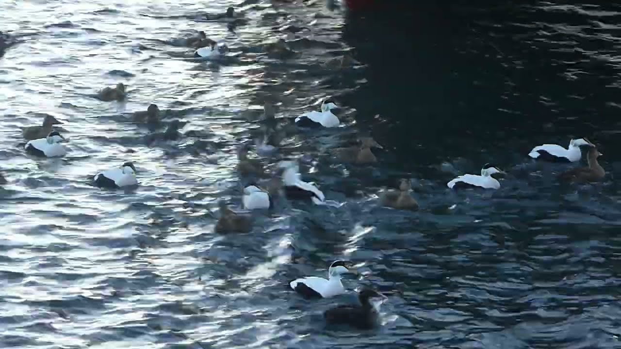 Large flock of northern eider ducks around the whale watching boats in Akureyri harbour