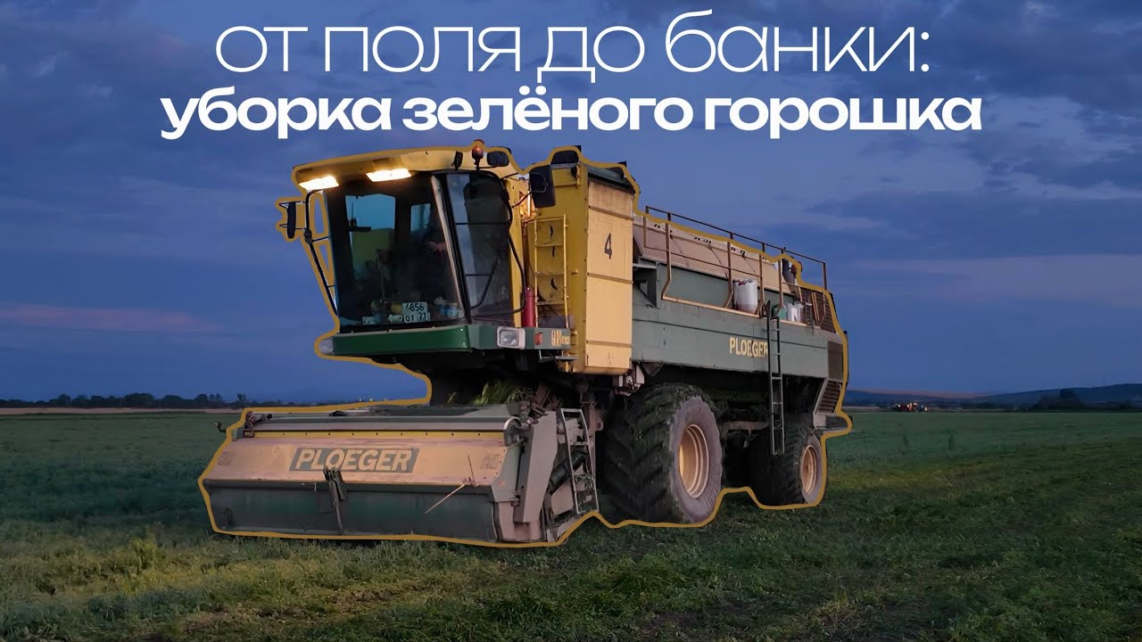 КАК УБИРАЮТ ЗЕЛЁНЫЙ ГОРОШЕК? 
