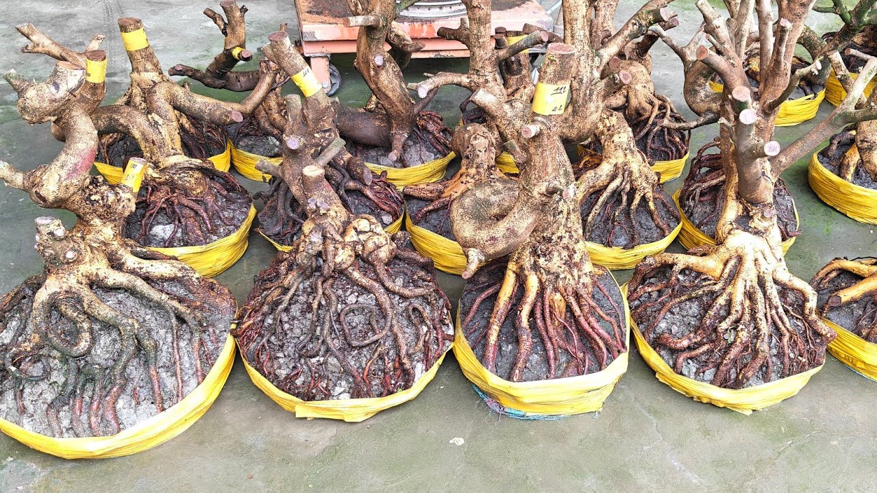 Nhung 0966023980 ngày 7/2 gl lô phôi mai vàng giảo dáng lắc lượng bông chùm cánh to 