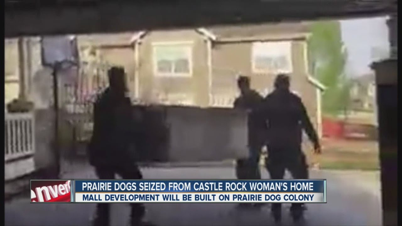 Prairie dogs seized from Castle Rock woman's home