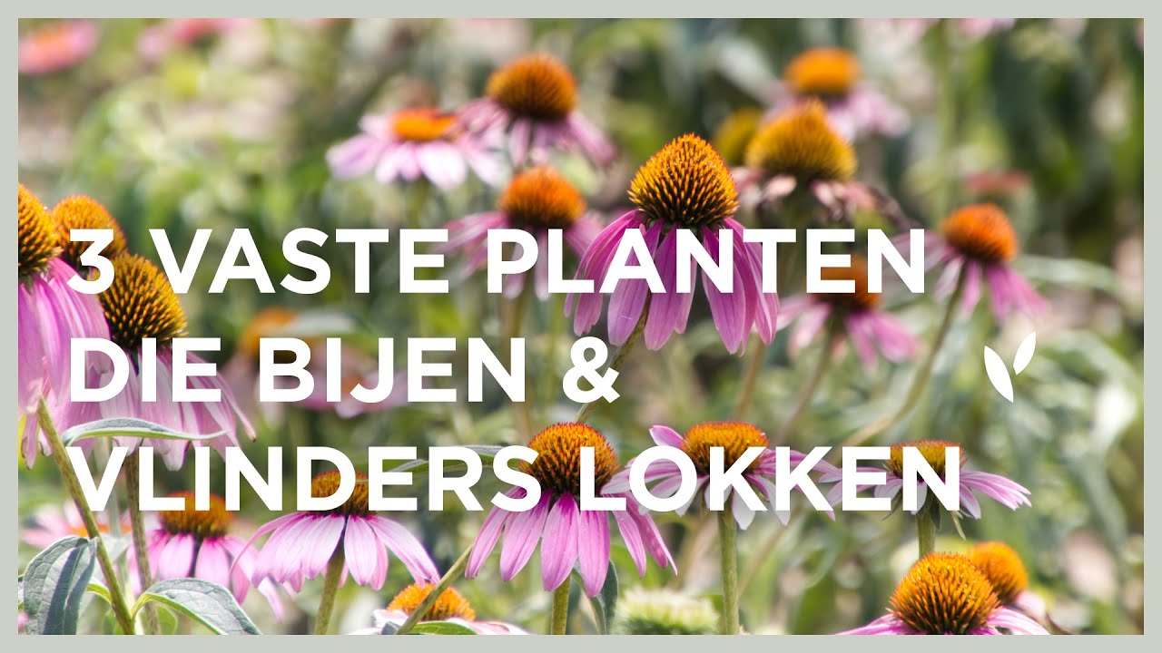 3 vaste planten die bijen en vlinders lokken 🐝🦋 | Echinacea, Agastache & Gaura I Angelo Dorny