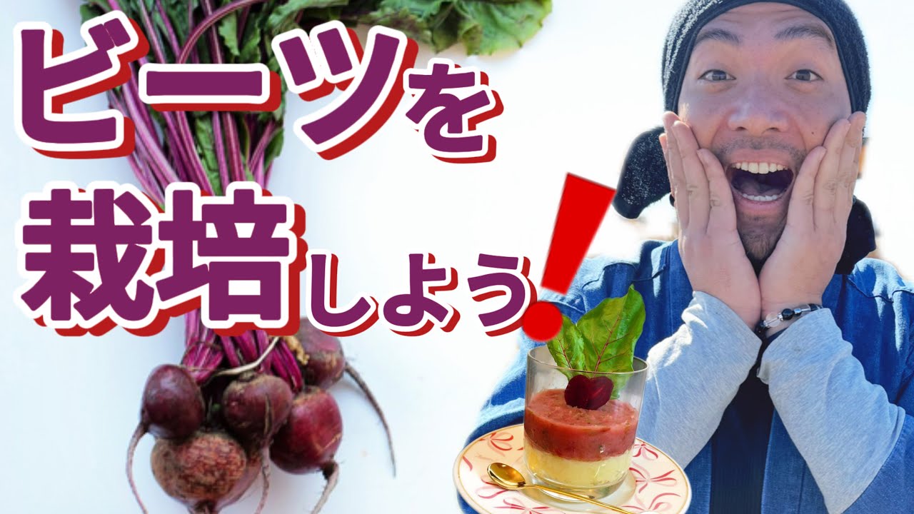 【珍しい野菜】飲む血液？！美容・ダイエットにもオススメ！ビーツ栽培についてまるっと紹介