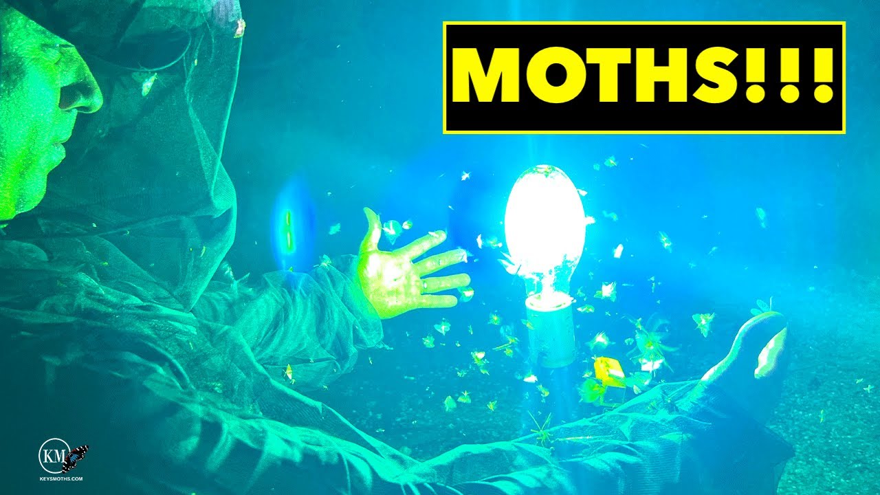 CATCHING THOUSANDS OF MOTHS
