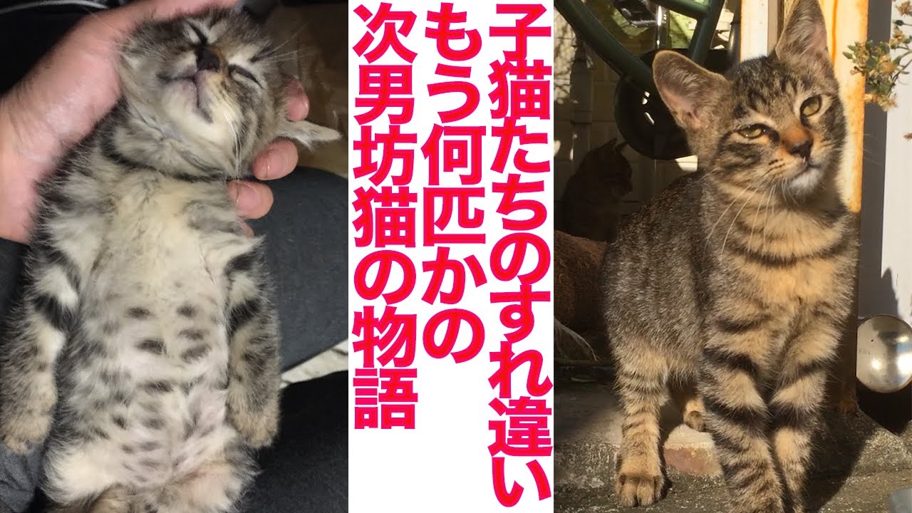宿命の猫一族、別の「次男坊猫」たちの物語　The Tale of the fated cat clan