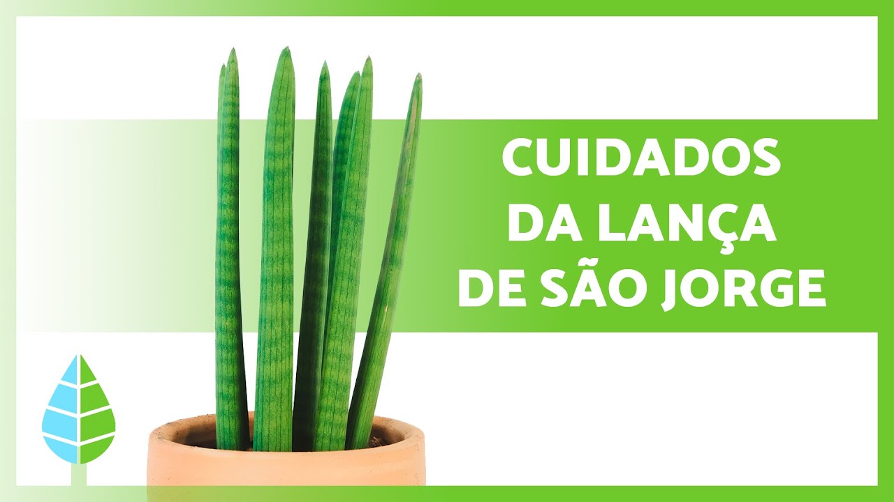 Como CUIDAR da LANÇA DE SÃO JORGE 🌵 Rega, Substrato, REPRODUÇÃO e muito mais! ☀️