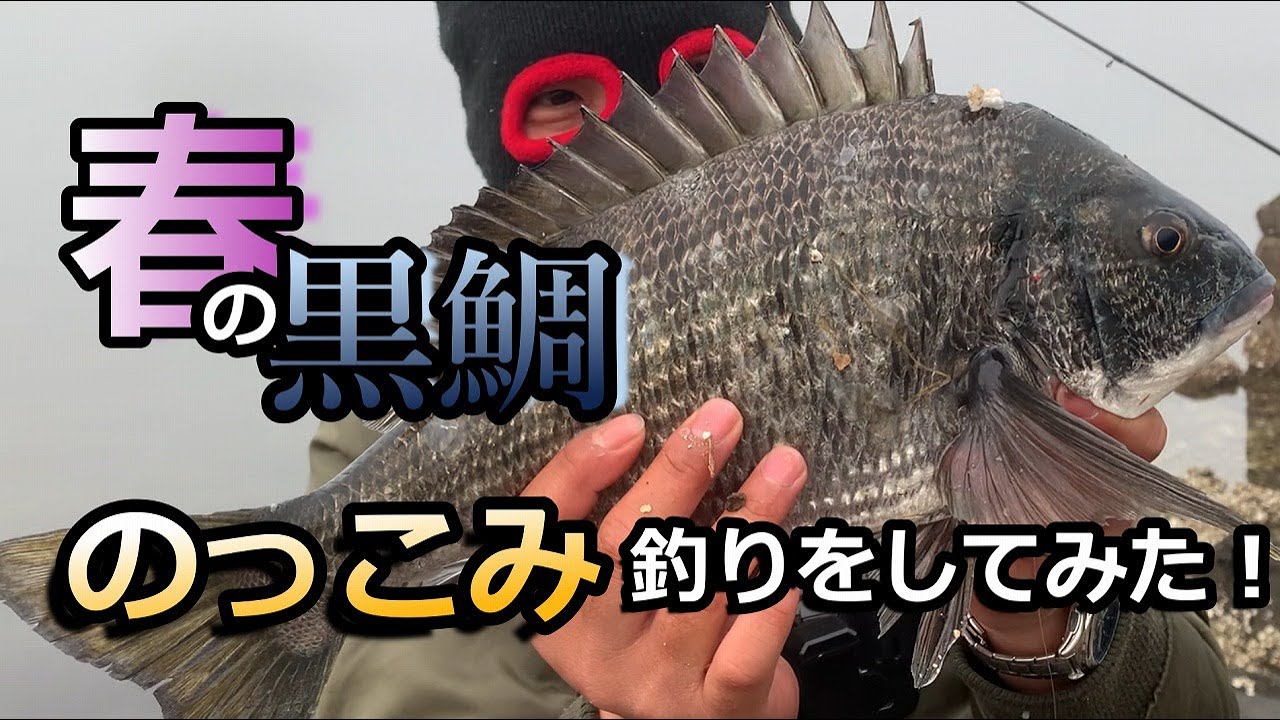 【チヌ・黒鯛】春の黒鯛！！のっこみ釣りをしてみた！