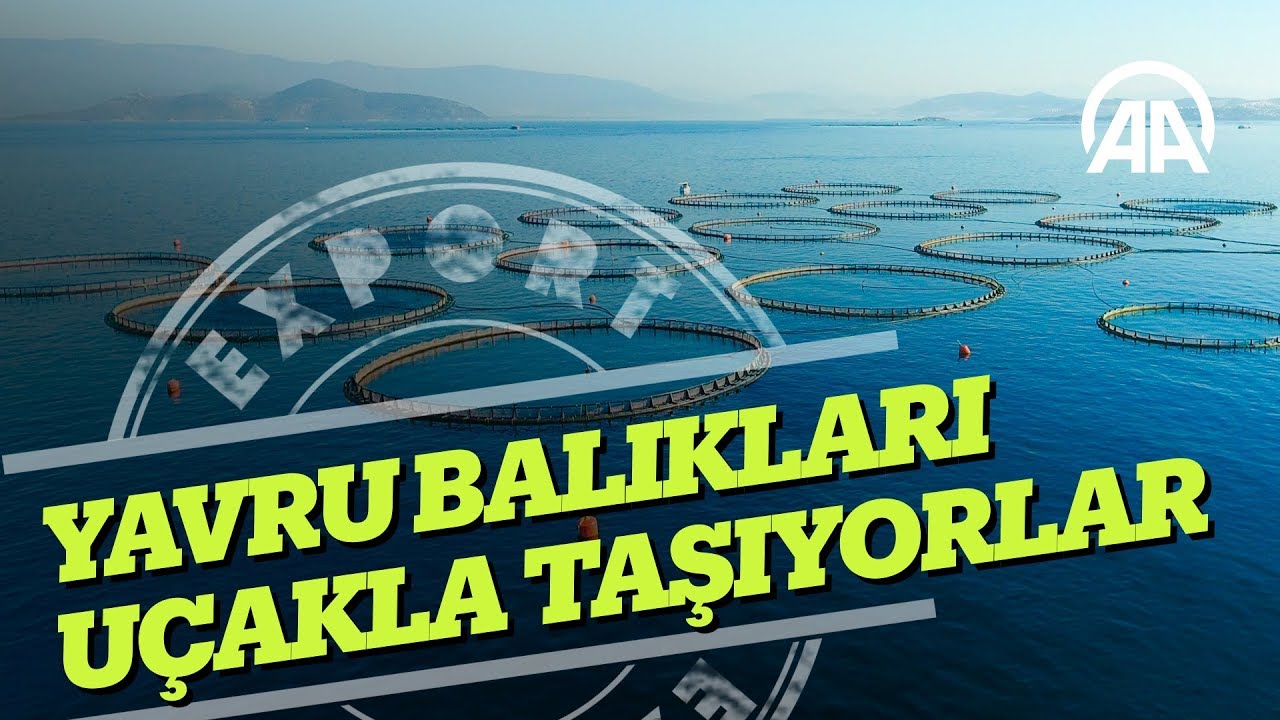 Balığı 65 &uuml;lkeye satıyor, yavrusunu u&ccedil;akla taşıyor