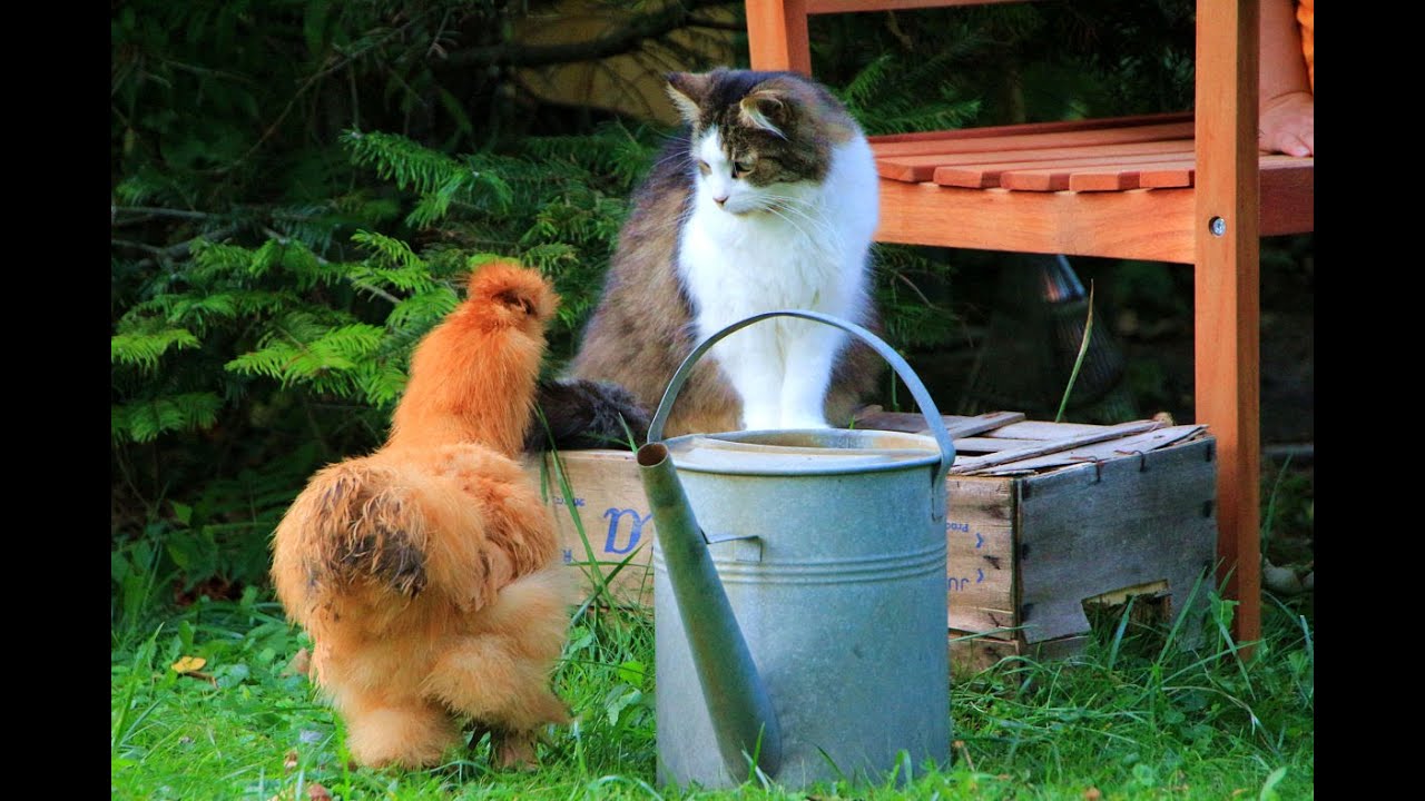 Seidenhühner groß mit Bart im Garten