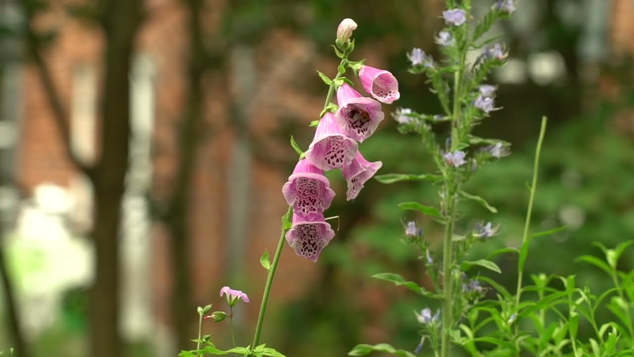 Naturnahe & insektenfreundliche Gestaltung - Ein Zukunftskonzept für Gärten, Unternehmen, KiTas uvw.