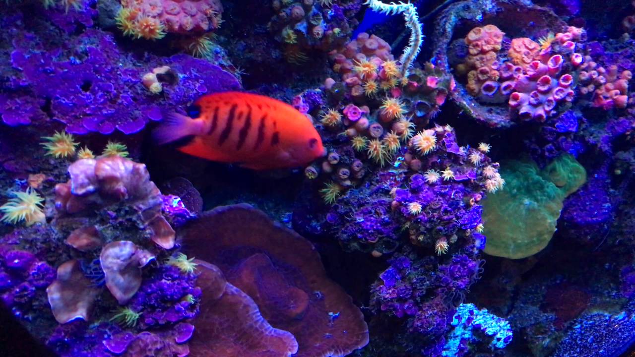 Maui Ocean Center, The Hawaiian Aquarium