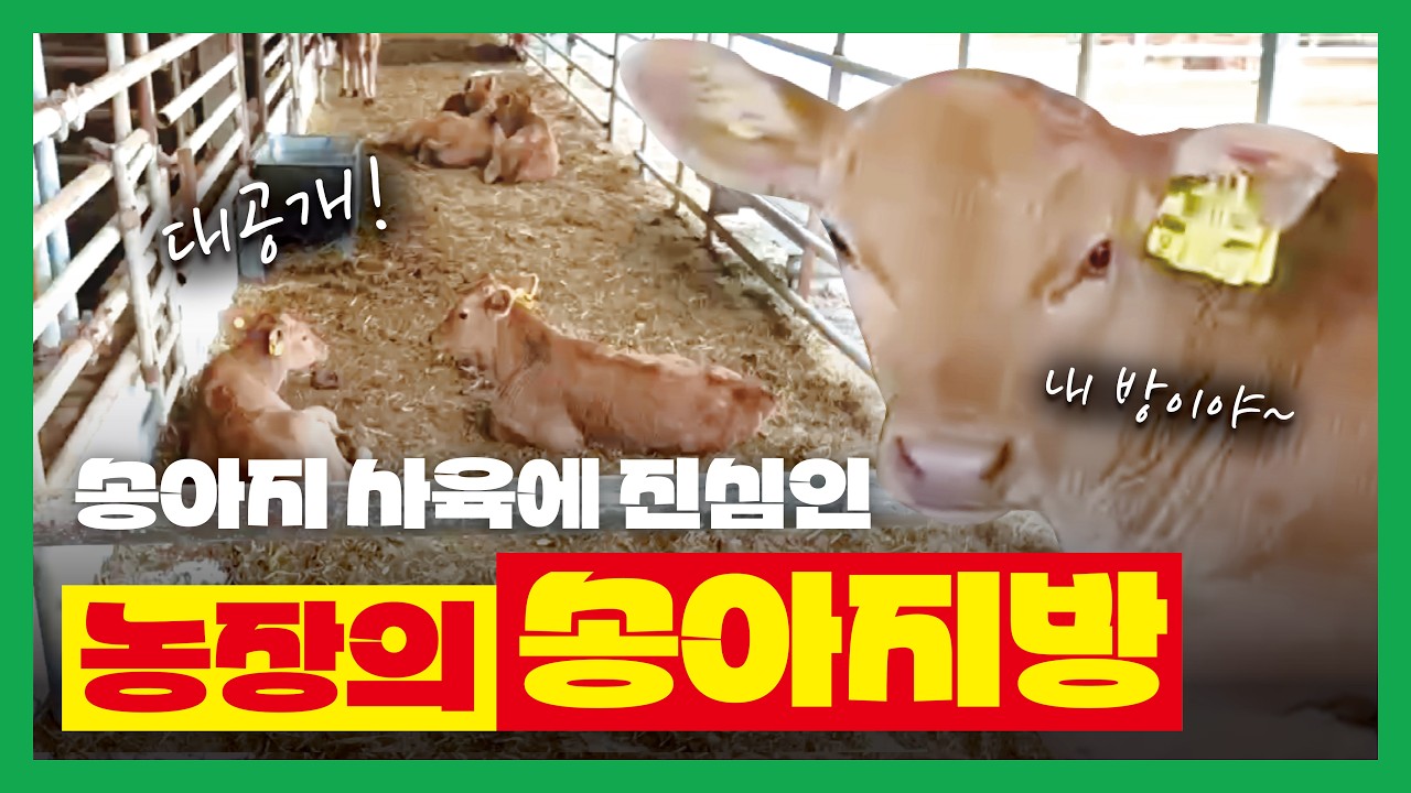 [농협사료] 송아지 사육에 진심인 농장의 송아지방
