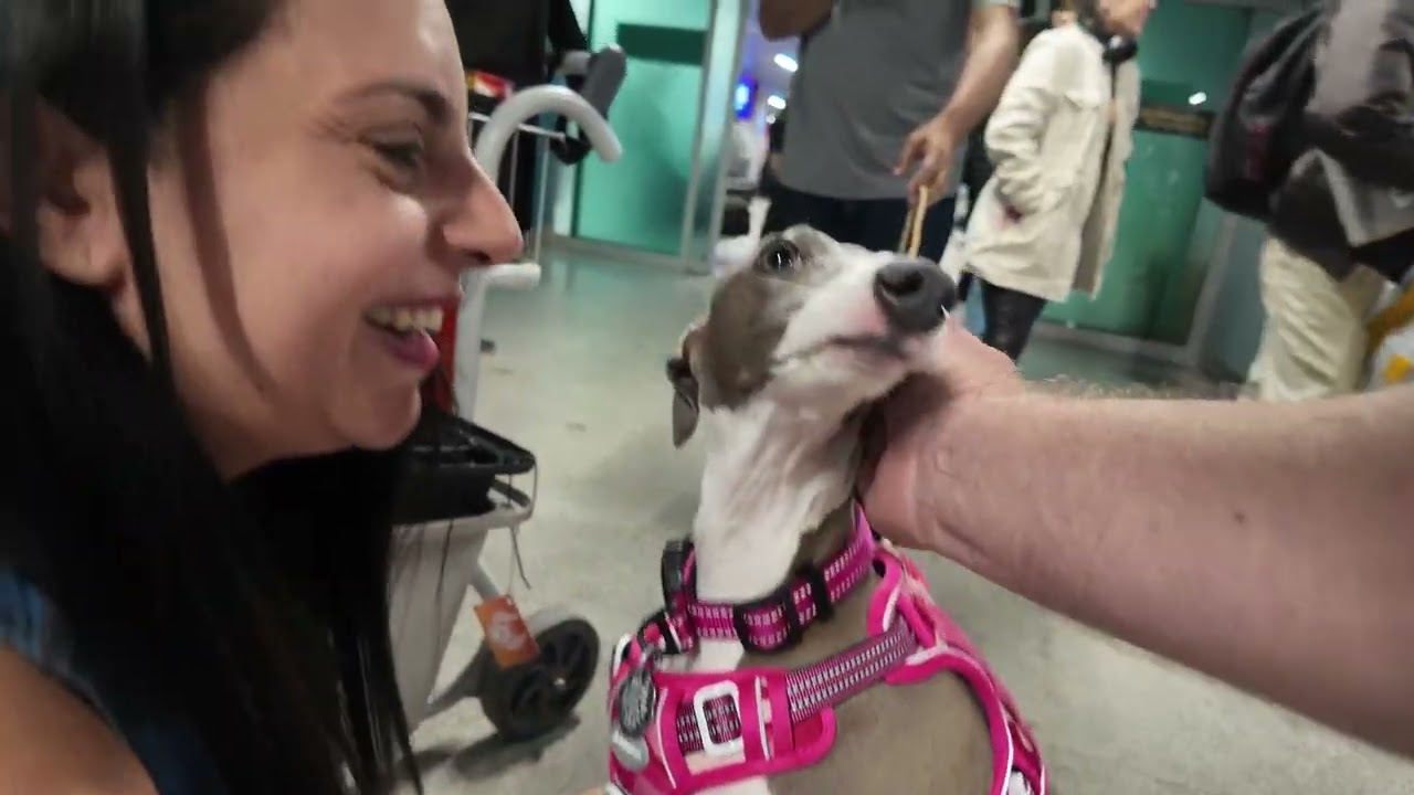 From Charleston to Brazil: A Italian Greyhound’s Homecoming