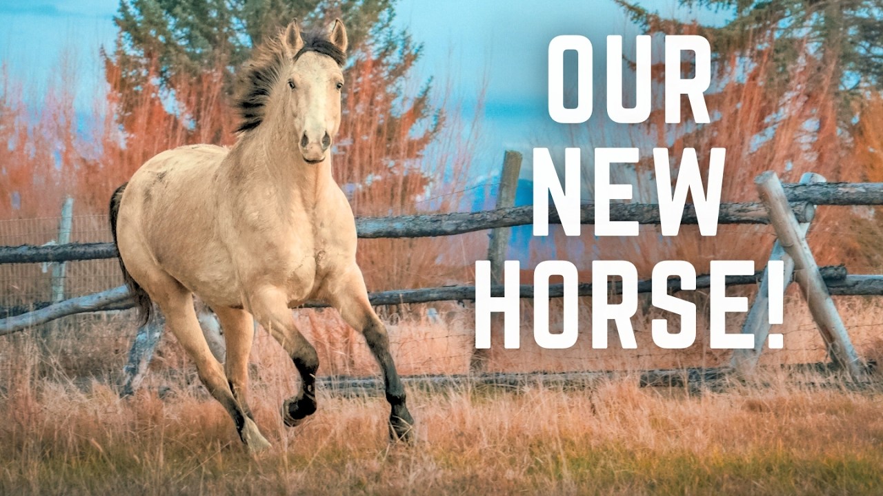 НОВАЯ ЛОШАДЬ! Мы купили ПОТРЯСАЮЩУЮ буланую аппалузу