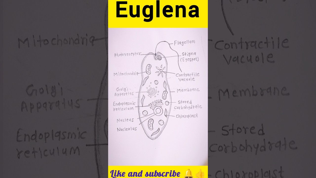 Euglena diagram 