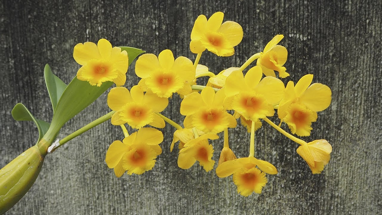 Dendrobium chrysotoxum - Orchideen erfolgreich pflegen