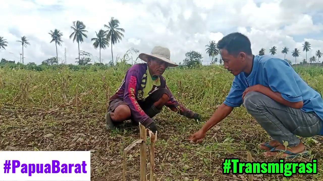 LADANG KACANG DAN JAGUNG.#kehidupanseharihari #wargatransmigrasi #papuabarat 