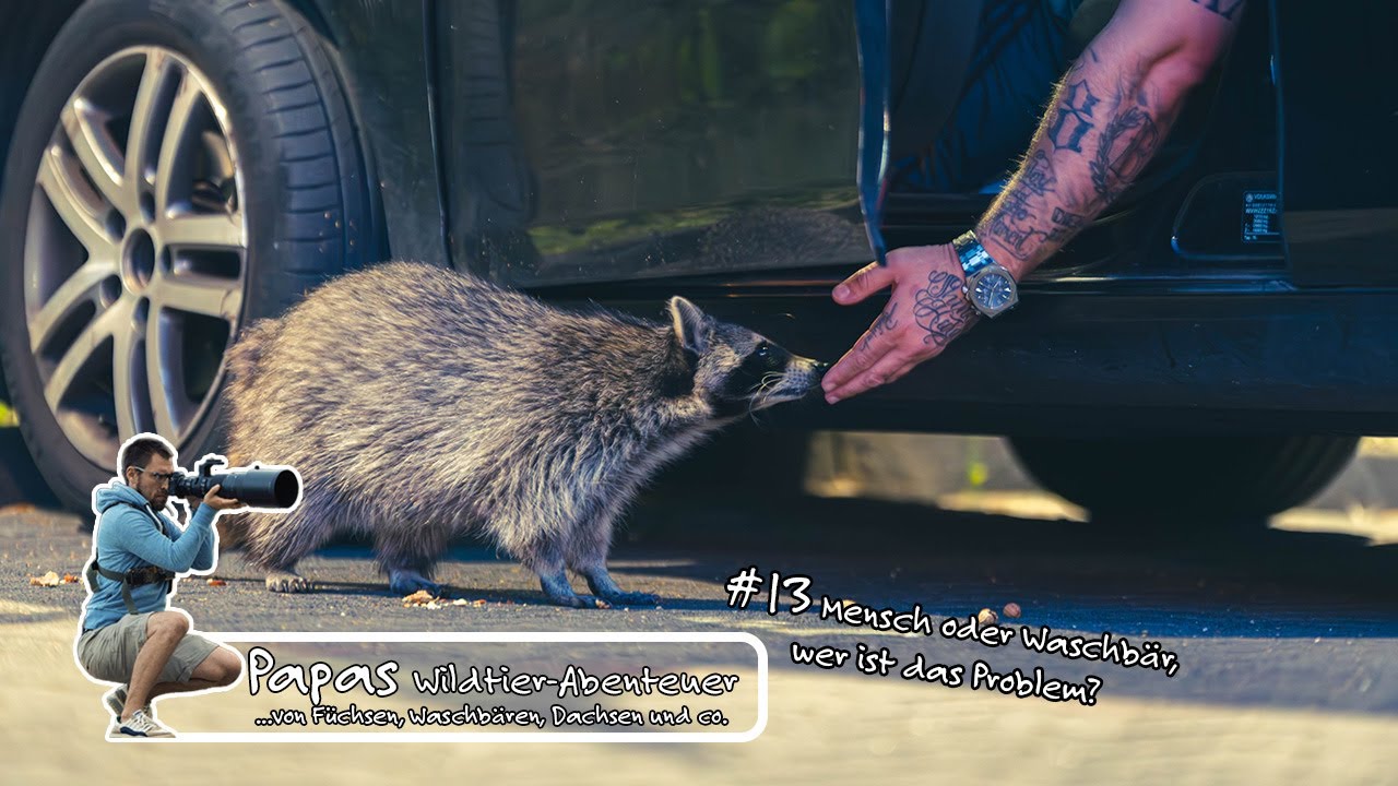Folge 13 - Mensch oder Waschbär, wer ist das Problem?