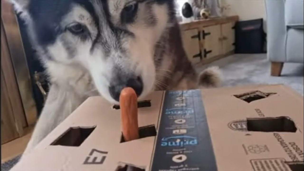 Hilarious Husky Plays Sausage In A Box!