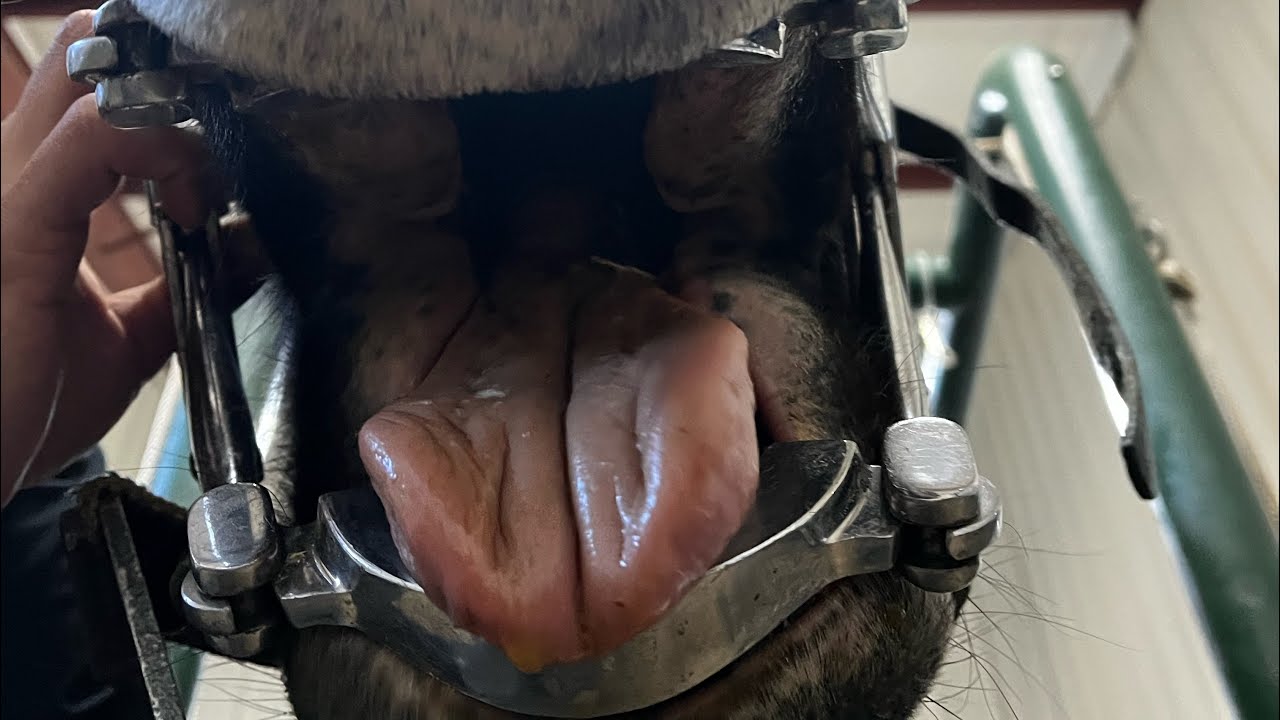 What do you feed a horse with no teeth? A New Diet for the Draft Horses