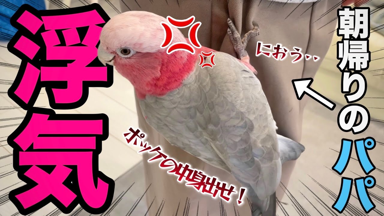 パパが朝帰りしたらメンヘラ系オウムによる浮気調査が始まって大変なことになったww【モモイロインコ】