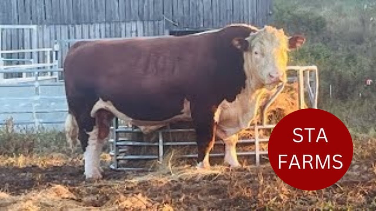 Self-Sufficient Living: Raising Our Own Beef Cattle