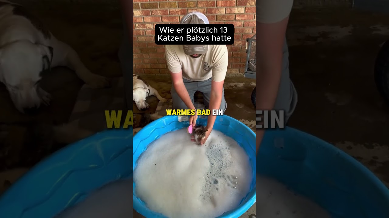 Wie er pl&ouml;tzlich 13 Katzen Babys hatte 🐱🤭 #katze  #baby  #wissen