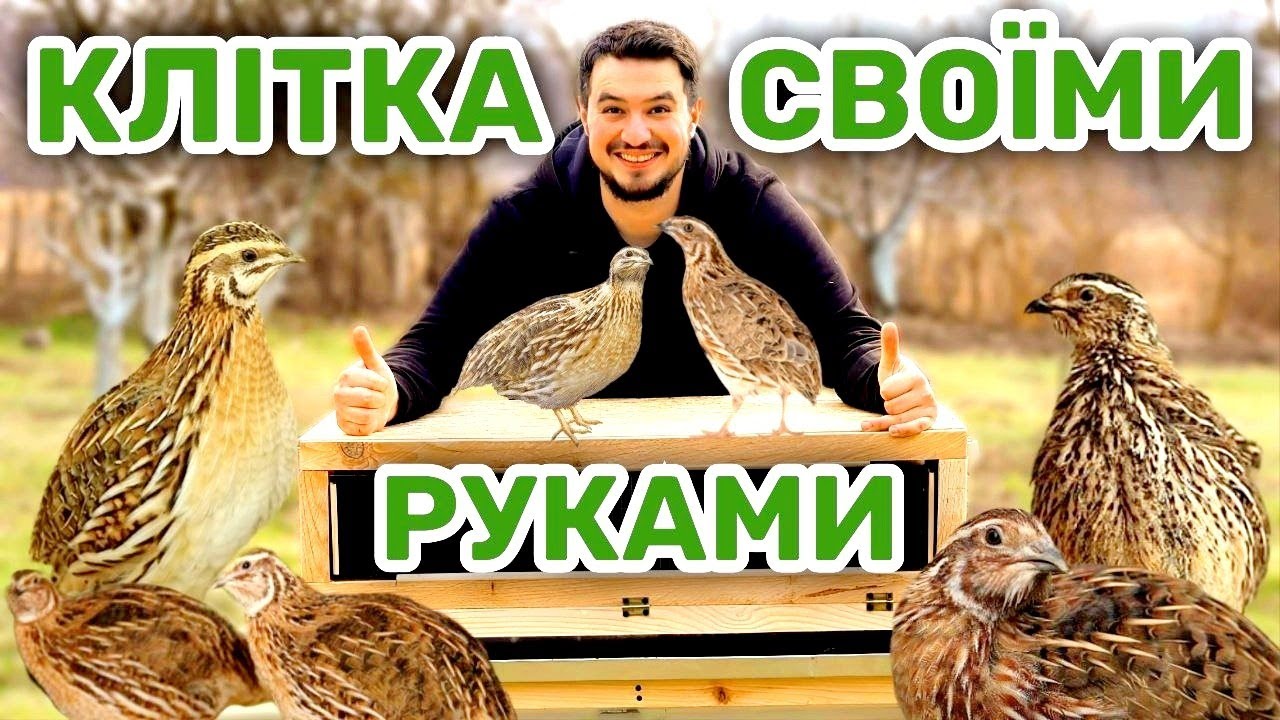Розводимо перепілок | Робимо брудерну клітку